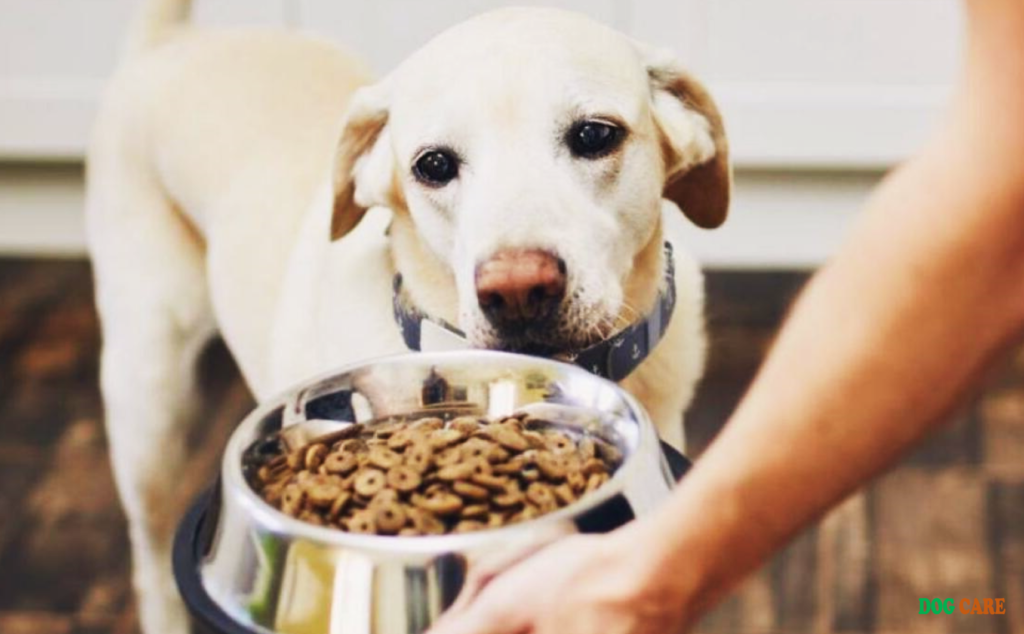 Best And Worst Dog Food Brands