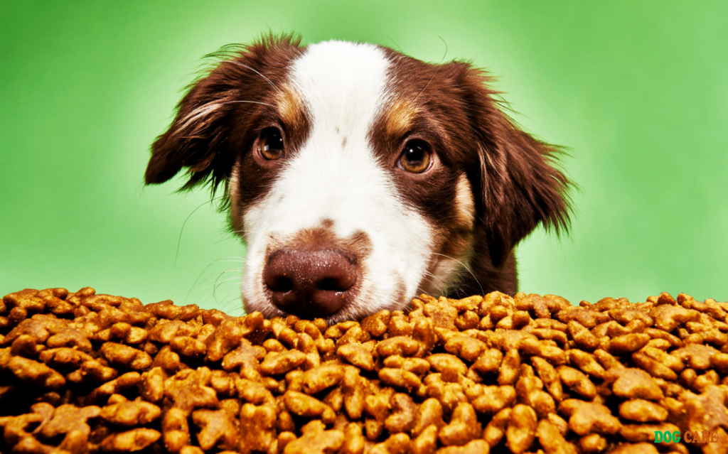 Best Human Food for Dogs With Skin Allergies