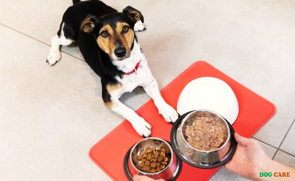 Can I Feed My Puppy Adult Dog Food