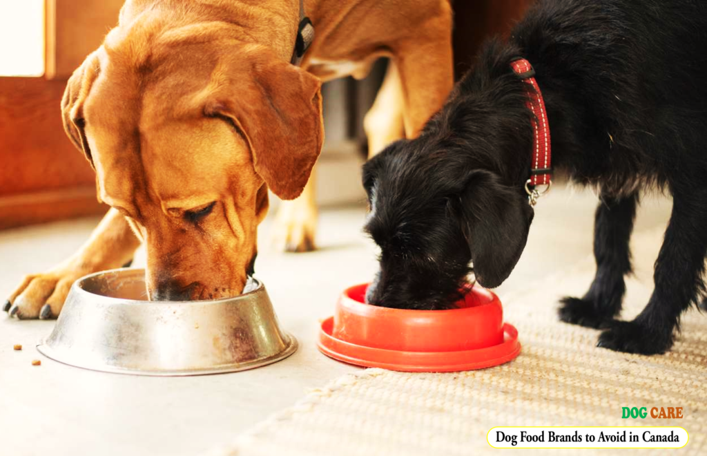 Dog Food Brands to Avoid in Canada