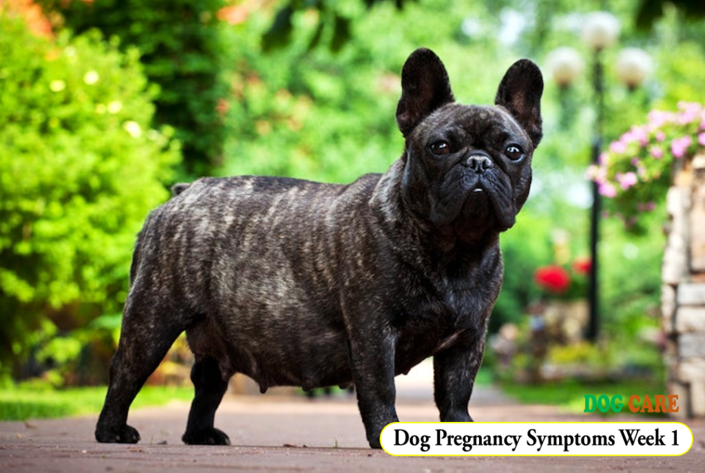 Dog Pregnancy Symptoms Week 1