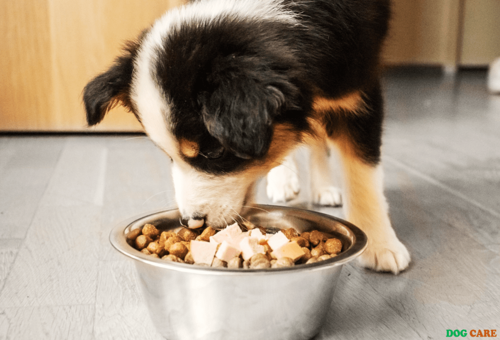 What Food Should Dogs Not Eat
