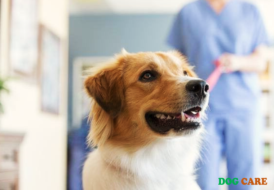 Dog Insurance Cost : 5 Ways to Save on Coverage