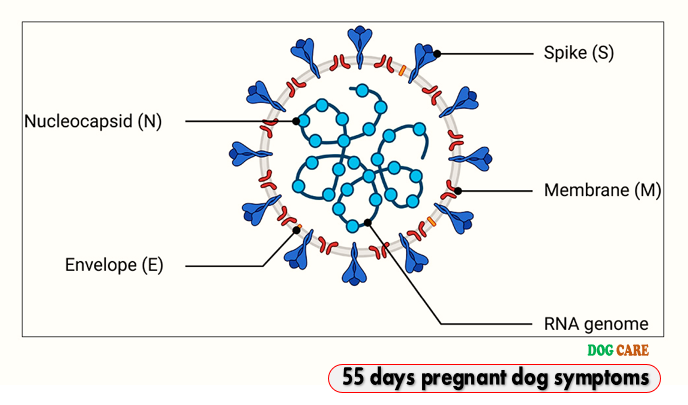 55 days pregnant dog symptoms