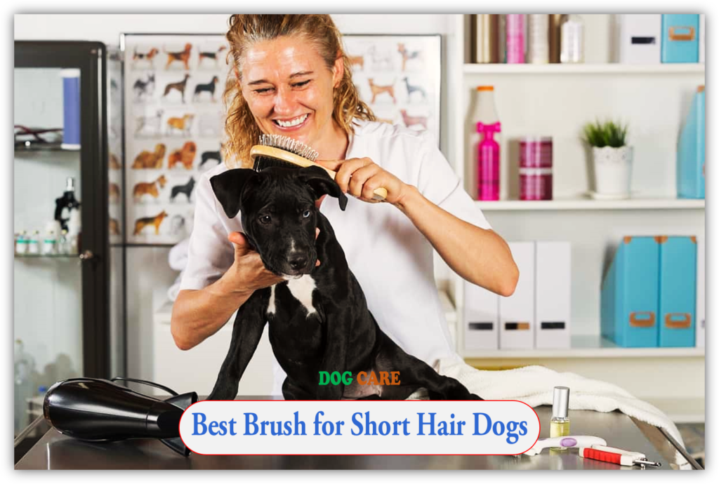 Best Brush for Short Hair Dogs