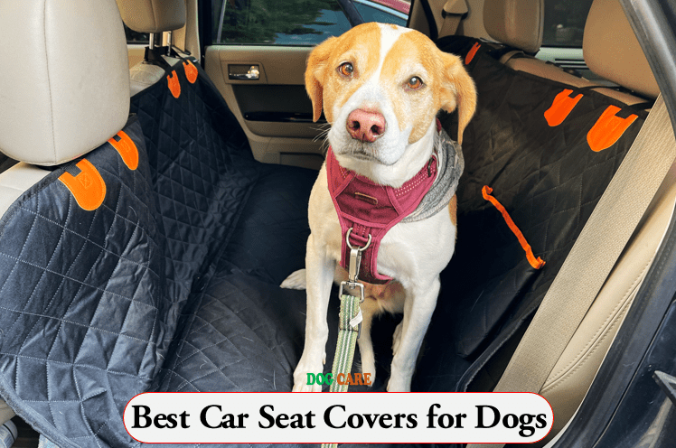 Best Car Seat Covers for Dogs