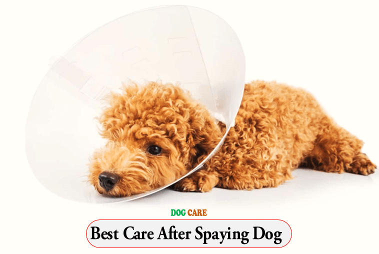 Best Care After Spaying Dog
