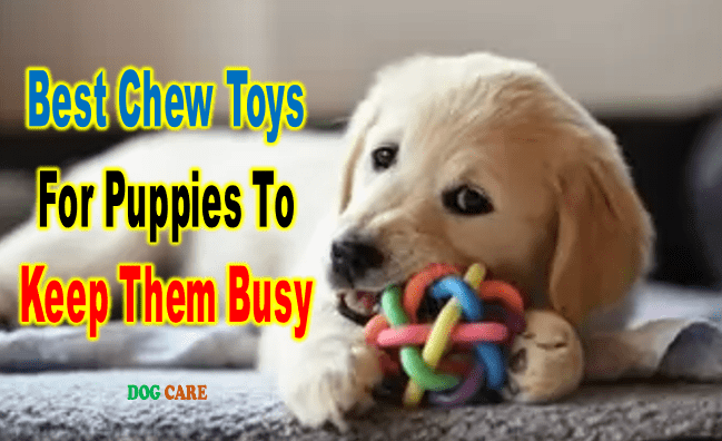 Best Chew Toys for Puppies to Keep Them Busy