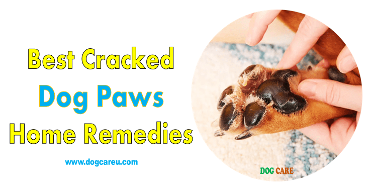 Best Cracked Dog Paws Home Remedies