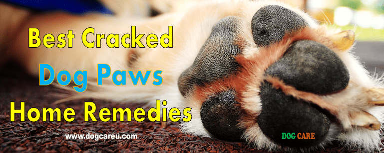 Best Cracked Dog Paws Home Remedies
