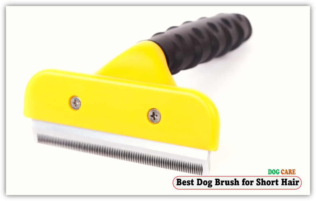 Best Dog Brush for Short Hair