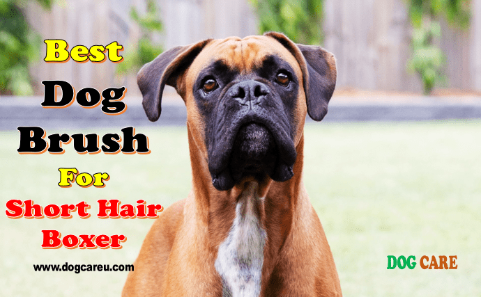 Best Dog Brush for Short Hair Boxer