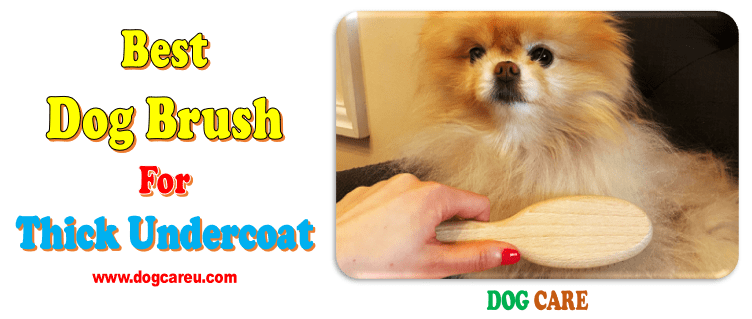 Best Dog Brush for Thick Undercoat
