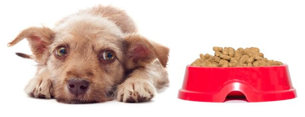Best Dog Food for Picky Eaters