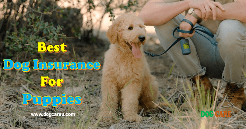 Best Dog Insurance for Puppies