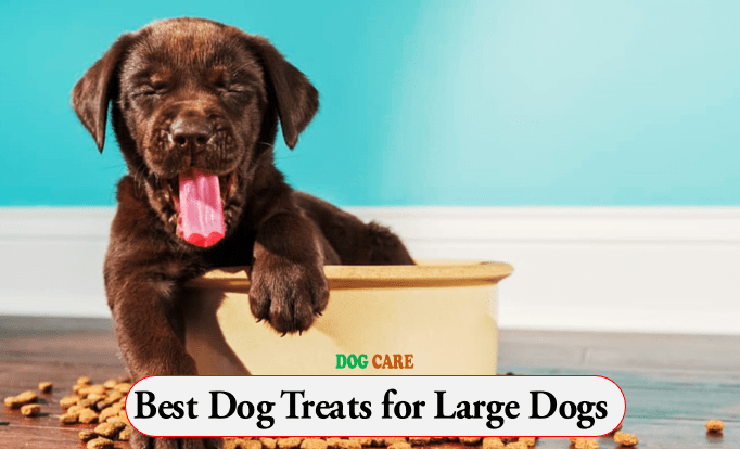 Best Dog Treats for Large Dogs