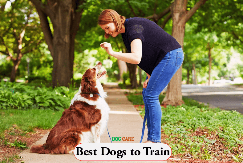 Best Dogs to Train