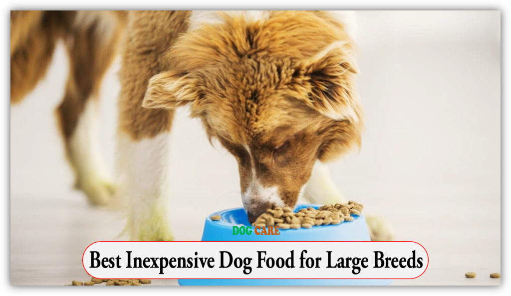 Best Inexpensive Dog Food for Large Breeds