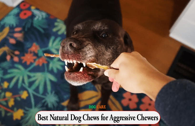 Best Natural Dog Chews for Aggressive Chewers