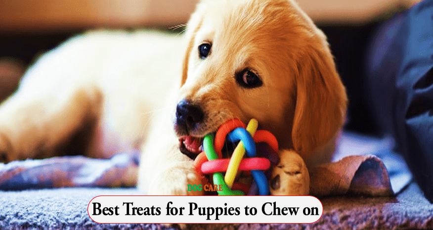 Best Treats for Puppies to Chew on