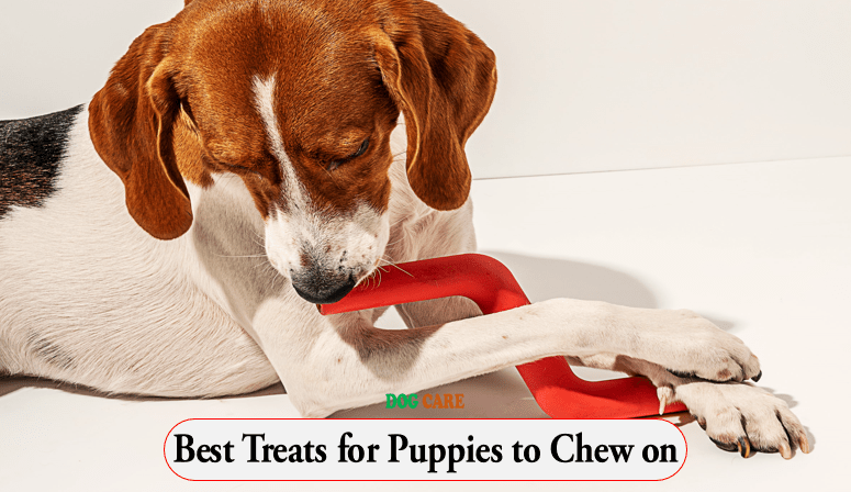 Best Treats for Puppies to Chew on