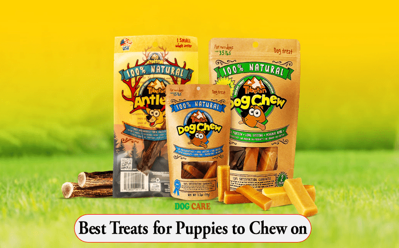 Best Treats for Puppies to Chew on