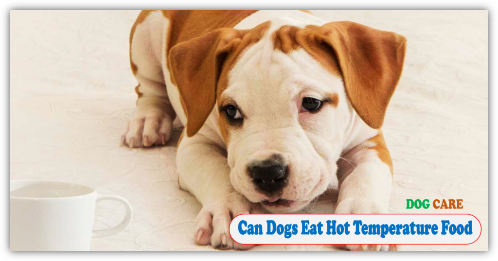 Can Dogs Eat Hot Temperature Food