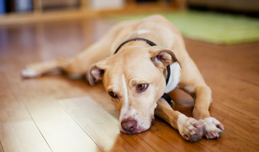 Can Dogs Sense Depression And Anxiety