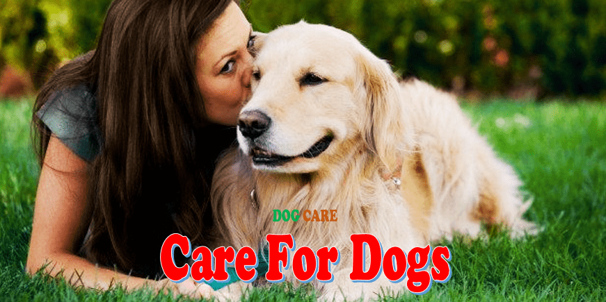 Care For Dogs