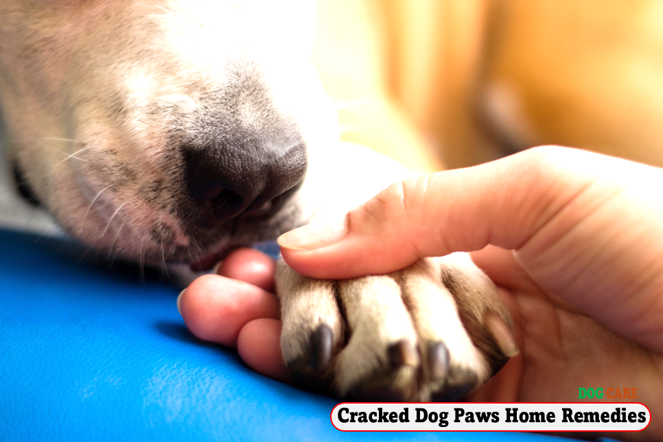 Cracked Dog Paws Home Remedies