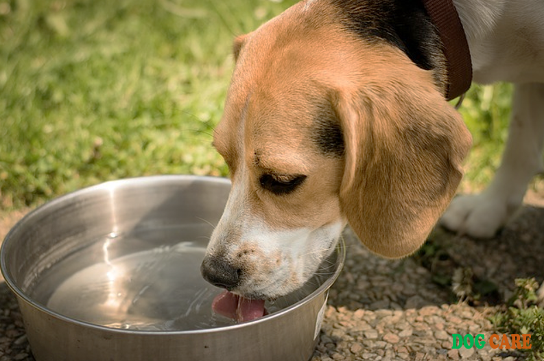 Do Dogs Drink a lot of Water Before They Die