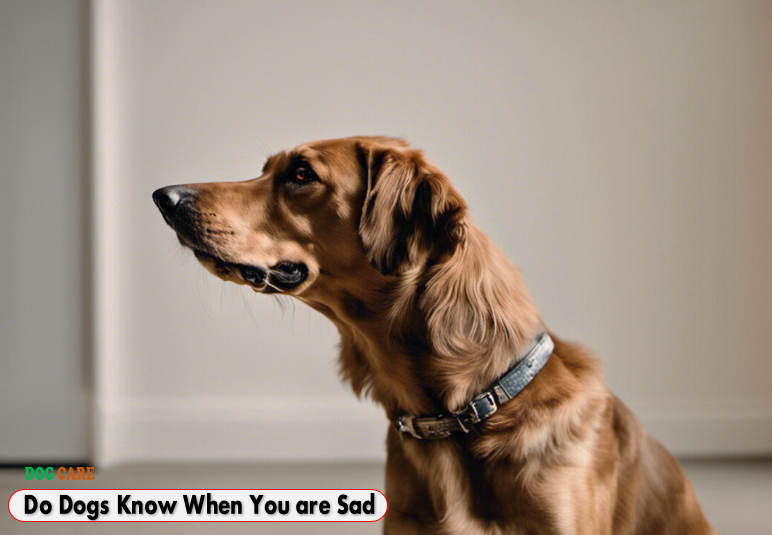 Do Dogs Know When You are Sad
