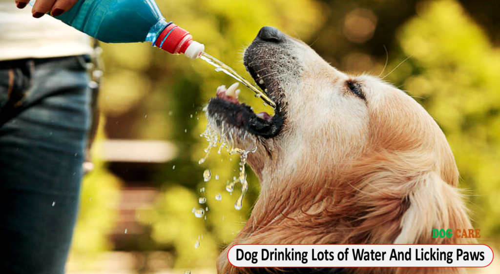 Dog Drinking Lots of Water And Licking Paws