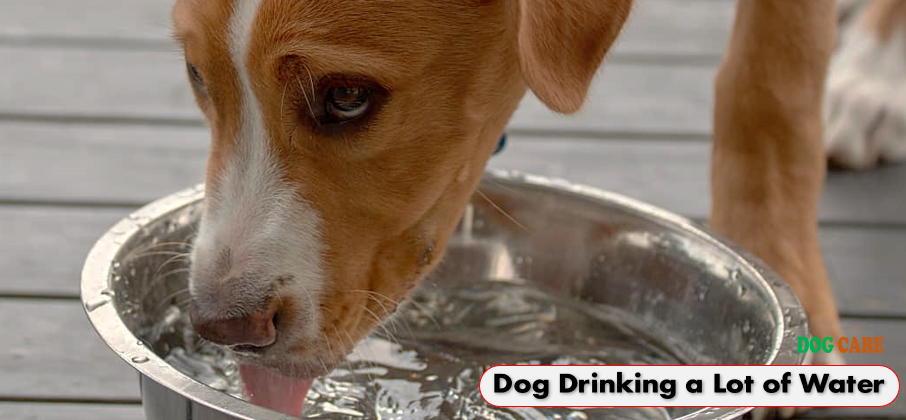 Dog Drinking Lots of Water Suddenly and Vomiting
