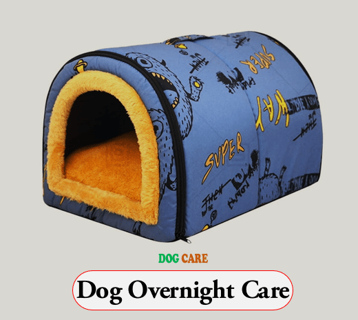 Dog Overnight Care