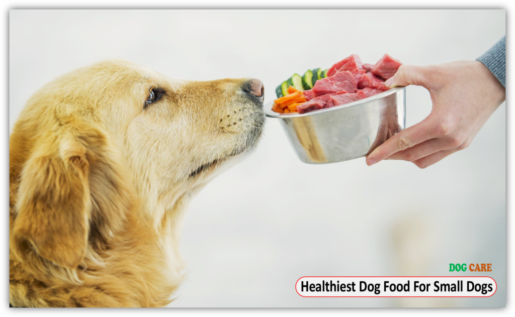 Healthiest Dog Food For Small Dogs