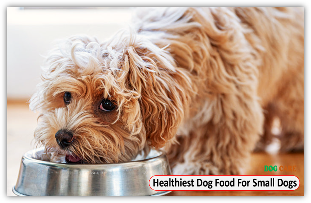 Healthiest Dog Food For Small Dogs