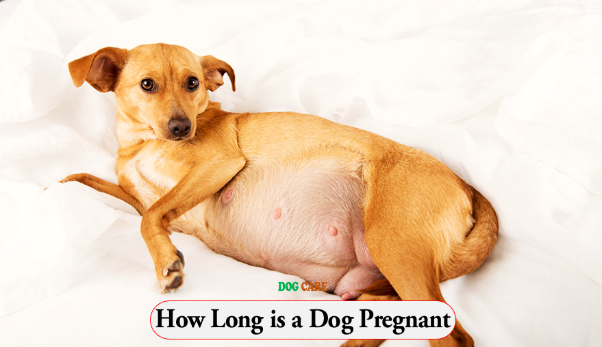 How Long is a Dog Pregnant