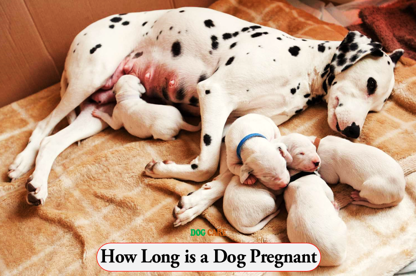 How Long is a Dog Pregnant