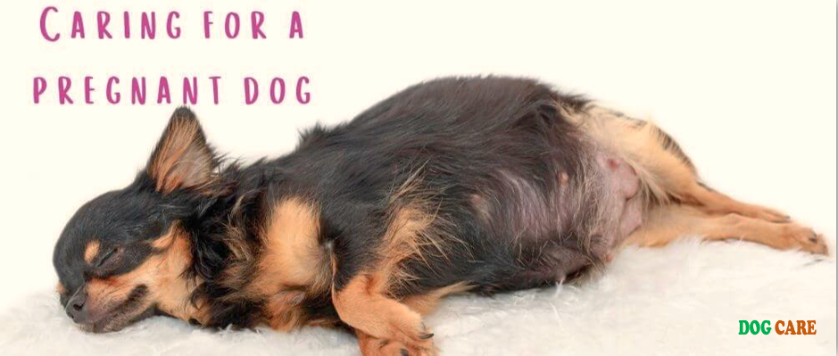 How to Take Care of a Pregnant Dog at Home