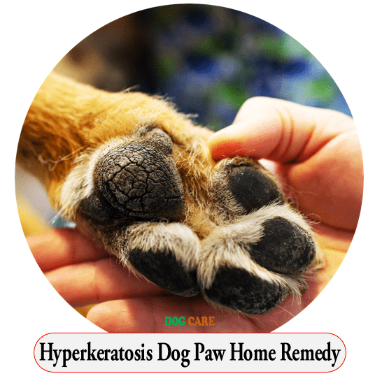 Hyperkeratosis Dog Paw Home Remedy
