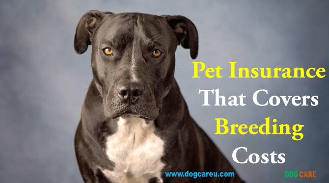 Pet Insurance that Covers Breeding Costs