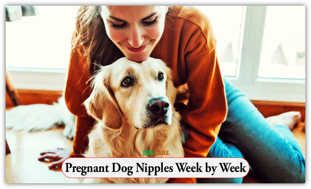 Pregnant Dog Nipples Week by Week