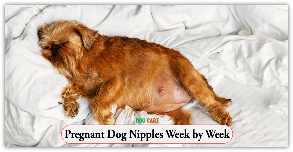 Pregnant Dog Nipples Week by Week