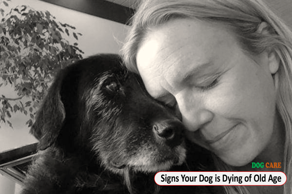 Signs Your Dog is Dying of Old Age