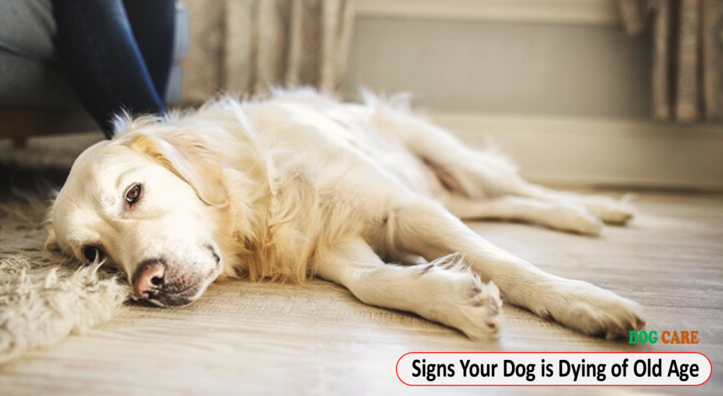 Signs Your Dog is Dying of Old Age
