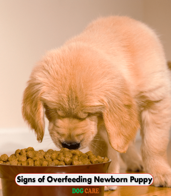Signs of Overfeeding Newborn Puppy