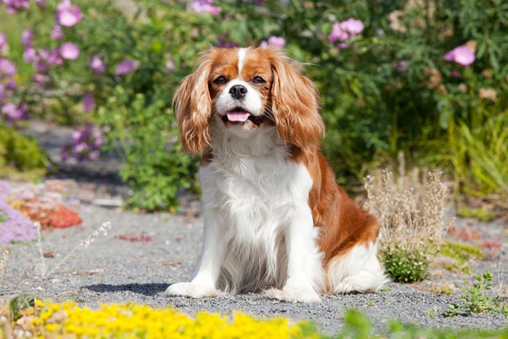 Best Medium Sized Dog Breeds for First-Time Owners