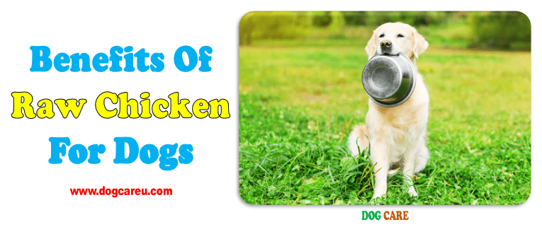 Benefits of Raw Chicken for Dogs