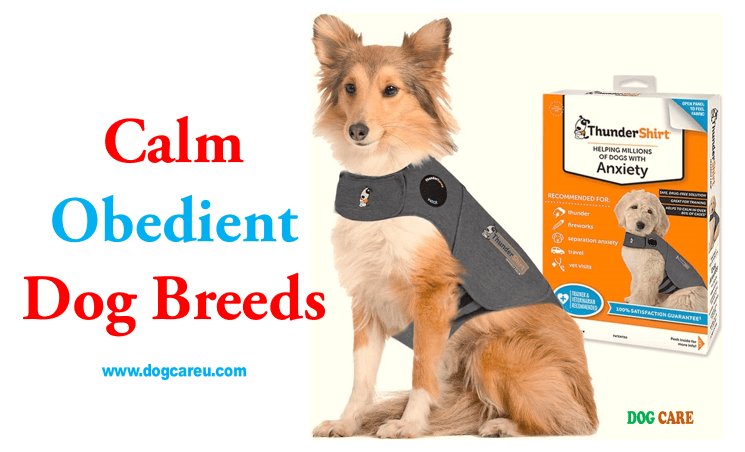 Calm Obedient Dog Breeds 